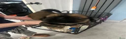 Shih Tzu dogs for sale: Stunning imperial Shih Tzu pups - Advert 1