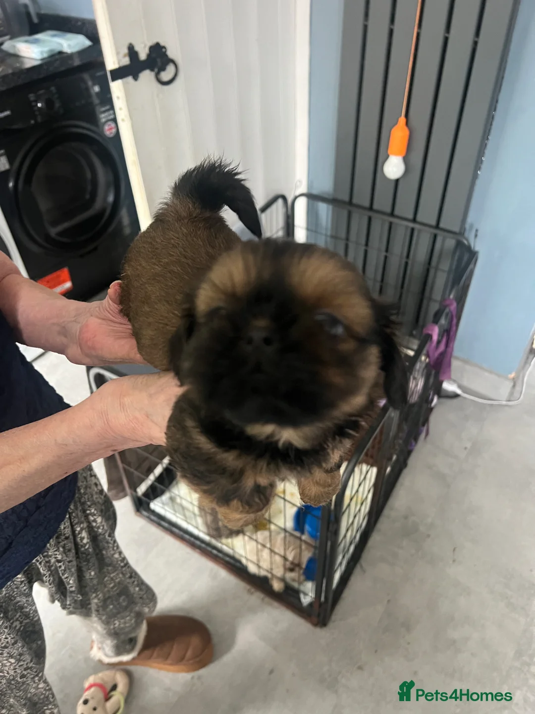 Shih Tzu dogs for sale: Stunning imperial Shih Tzu pups - Advert 1