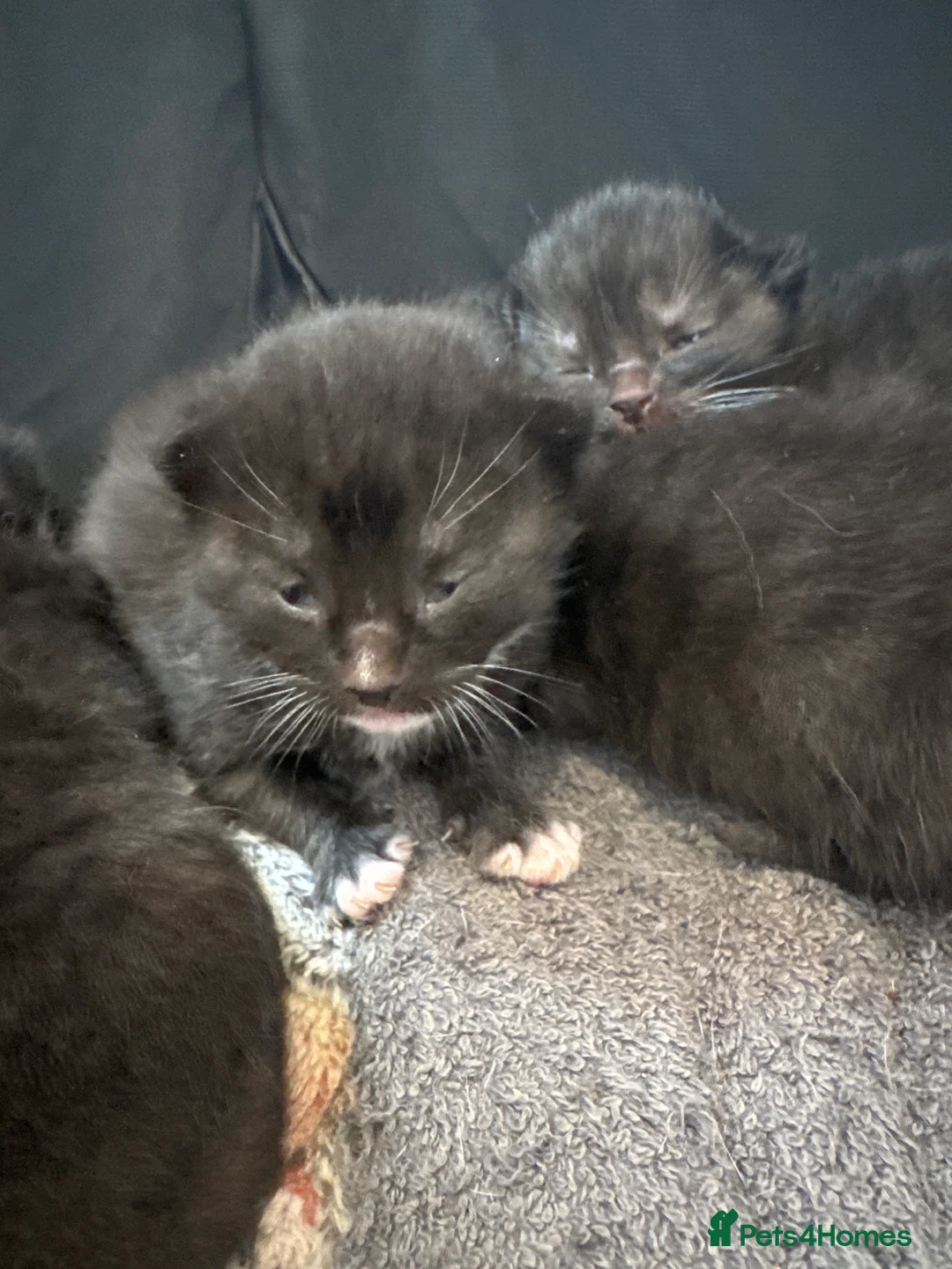 Domestic Shorthair cats for sale: 4 kittens for sale  - Advert 2