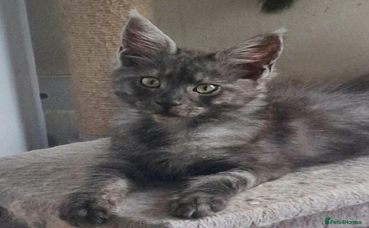Maine Coon cats - Advert 4