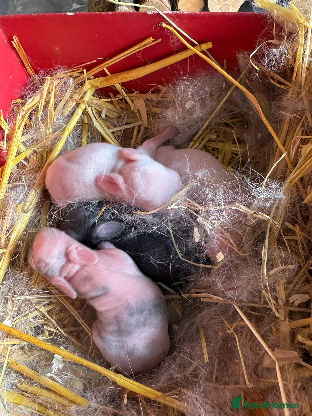 Mini Lop rabbits for sale: Top quality mini lops - Advert 5