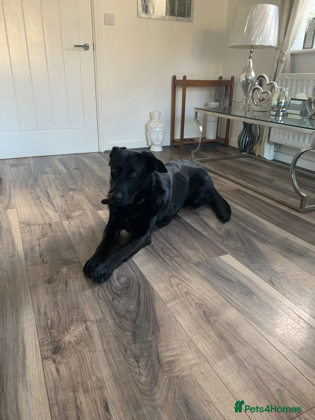 Mixed Breed dogs for sale: 3/4 German Shepherd 1/4 Labrador.  - Advert 2