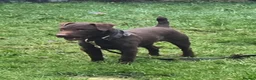 Patterdale Terrier dogs for stud: Chocolate Patterdale for stud  - Advert 1