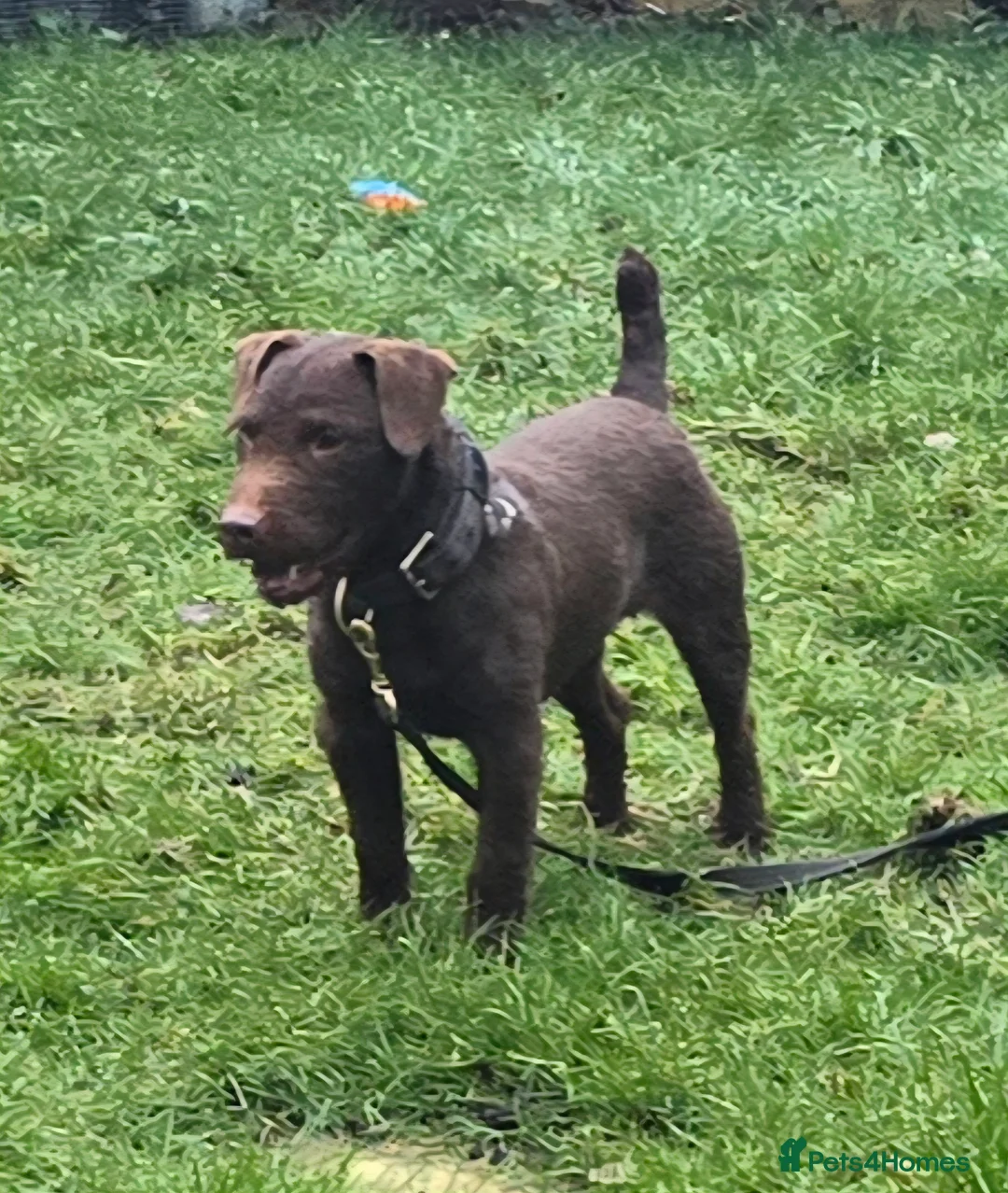 Patterdale Terrier dogs for stud: Chocolate Patterdale for stud  - Advert 1