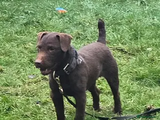 Patterdale Terrier dogs Chocolate Patterdale for stud - Advert 2