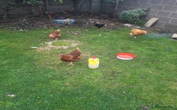 Chickens poultry for sale: Female chickens and male chickens - Image 2