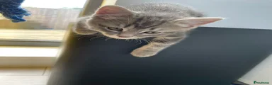 British Shorthair Kitten 4