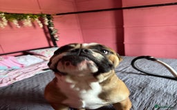 English Bulldog dogs for sale: English Bulldog Needs new Home  - Image 5