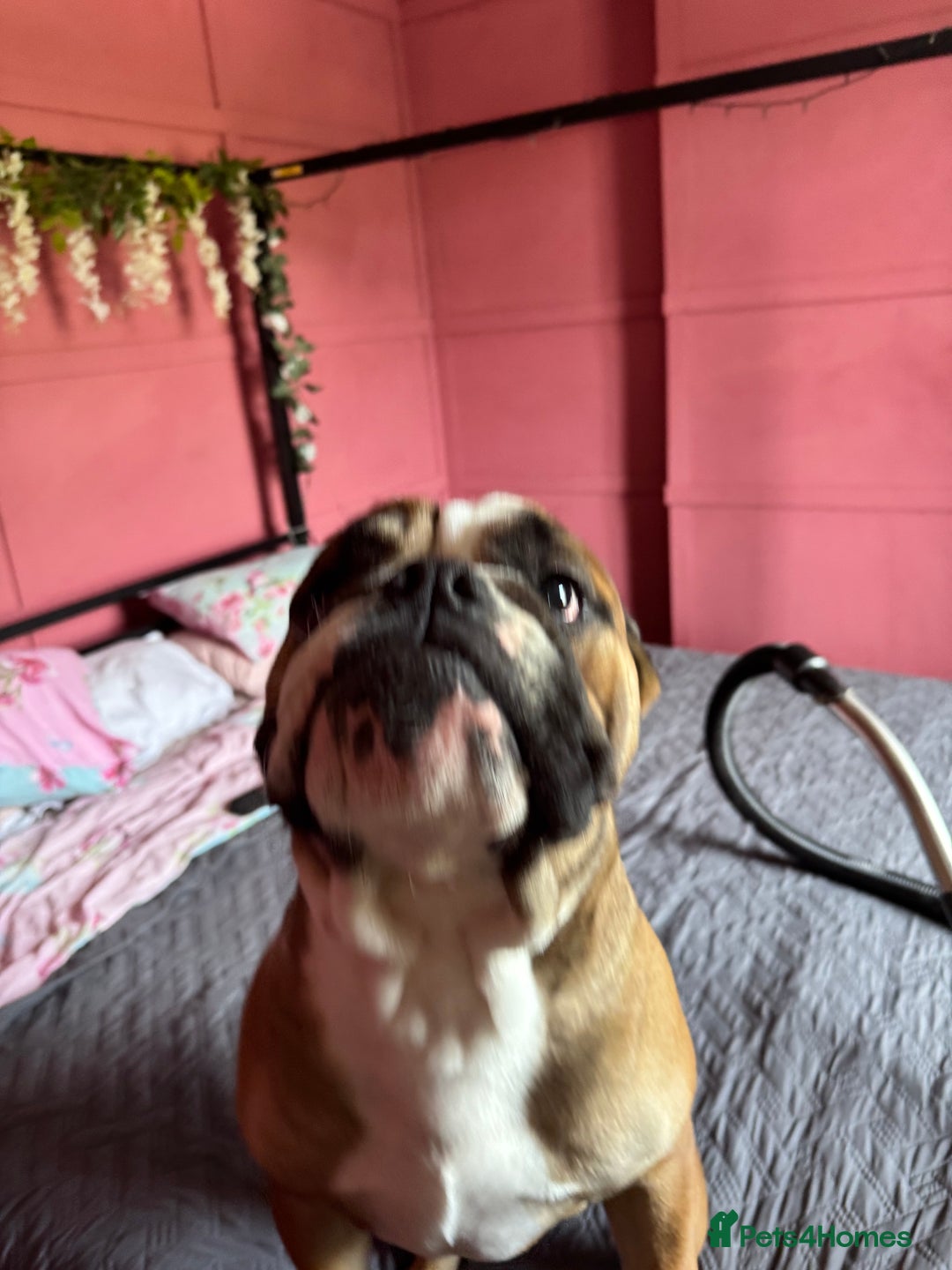 English Bulldog dogs for sale: English Bulldog Needs new Home  - Image 5