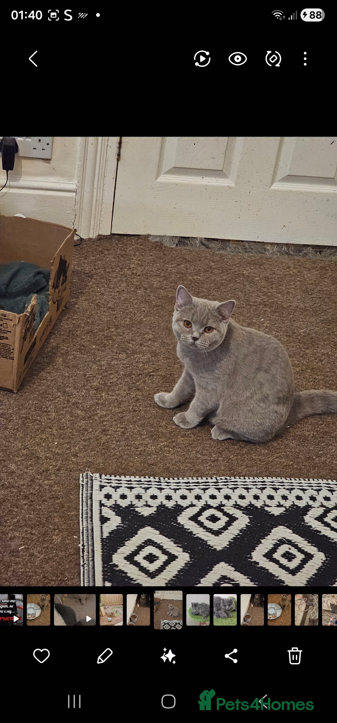 British Shorthair cats for sale: British shorthair and longhair  - Advert 5