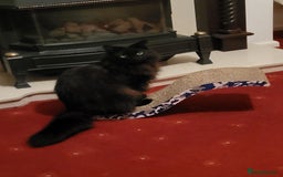 Ragcoon cats for sale: Racoon for Sale - Image 6