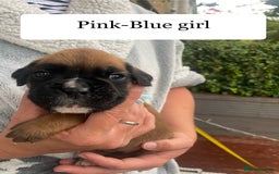 Boxer dogs for sale: Bunch of Boxer Babies - Image 26