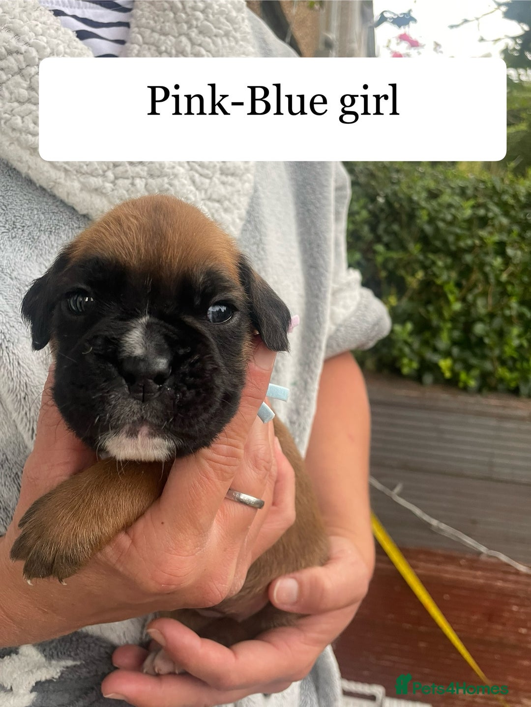 Boxer dogs for sale: Bunch of Boxer Babies - Image 26