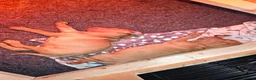 Hungarian Vizsla dogs for sale: 1 male KC registered Hungarian vizsla puppy  - Advert 10