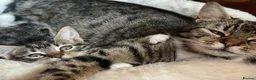 Mixed Breed cats for sale: Mixed Breed Kittens - Advert 1