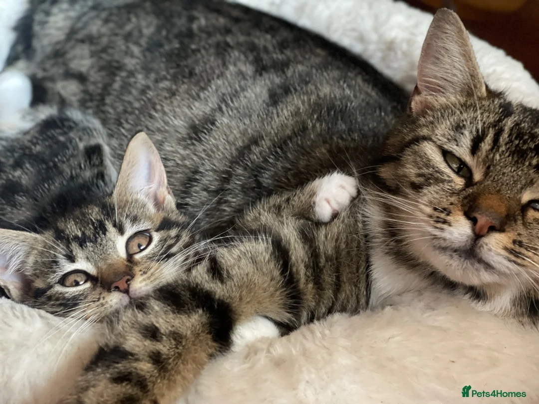 Mixed Breed cats for sale: Mixed Breed Kittens - Advert 1