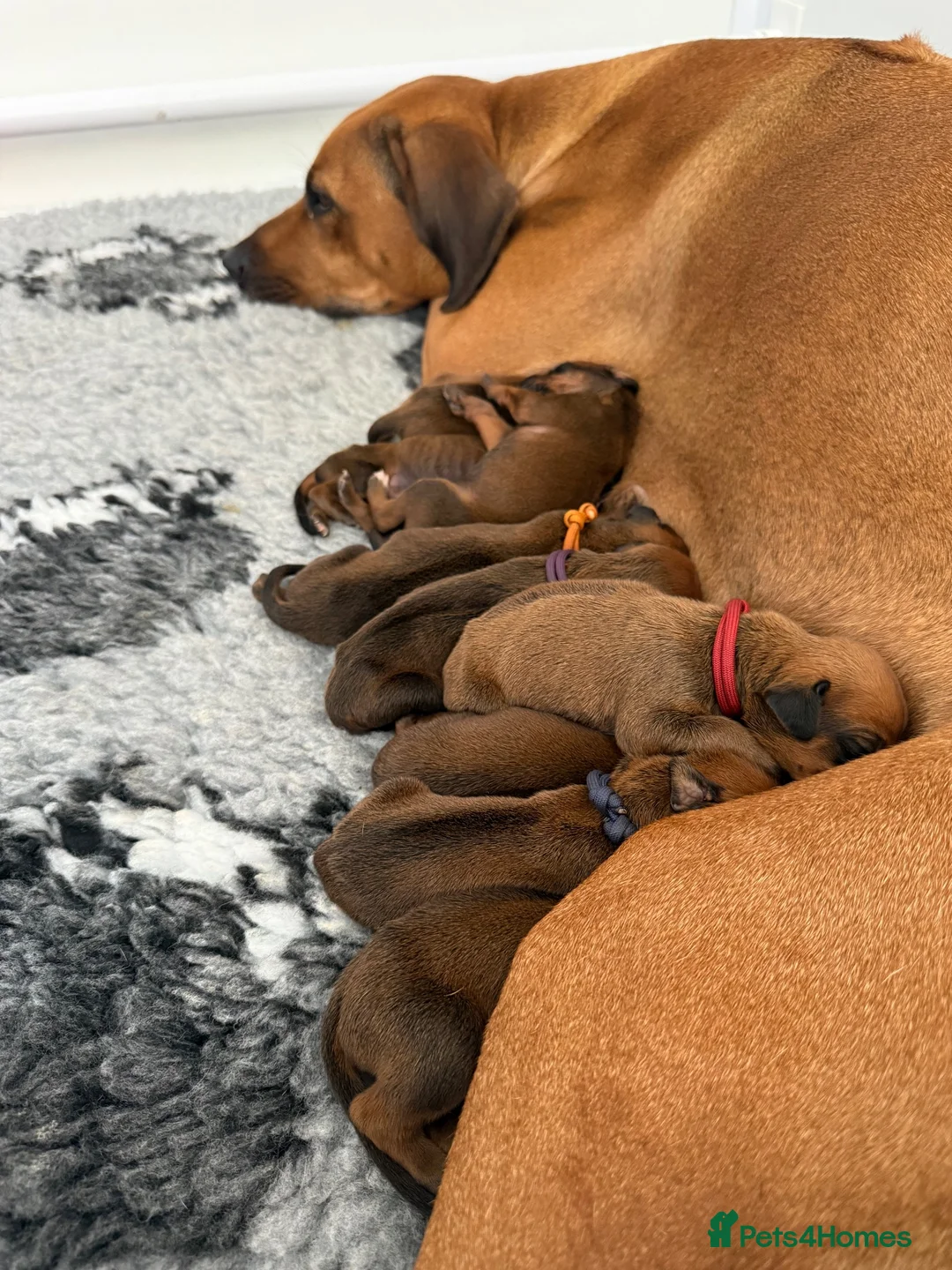 Rhodesian Ridgeback dogs for sale: Rhodesian Ridgeback Puppies born 21st June 2026 - Advert 19
