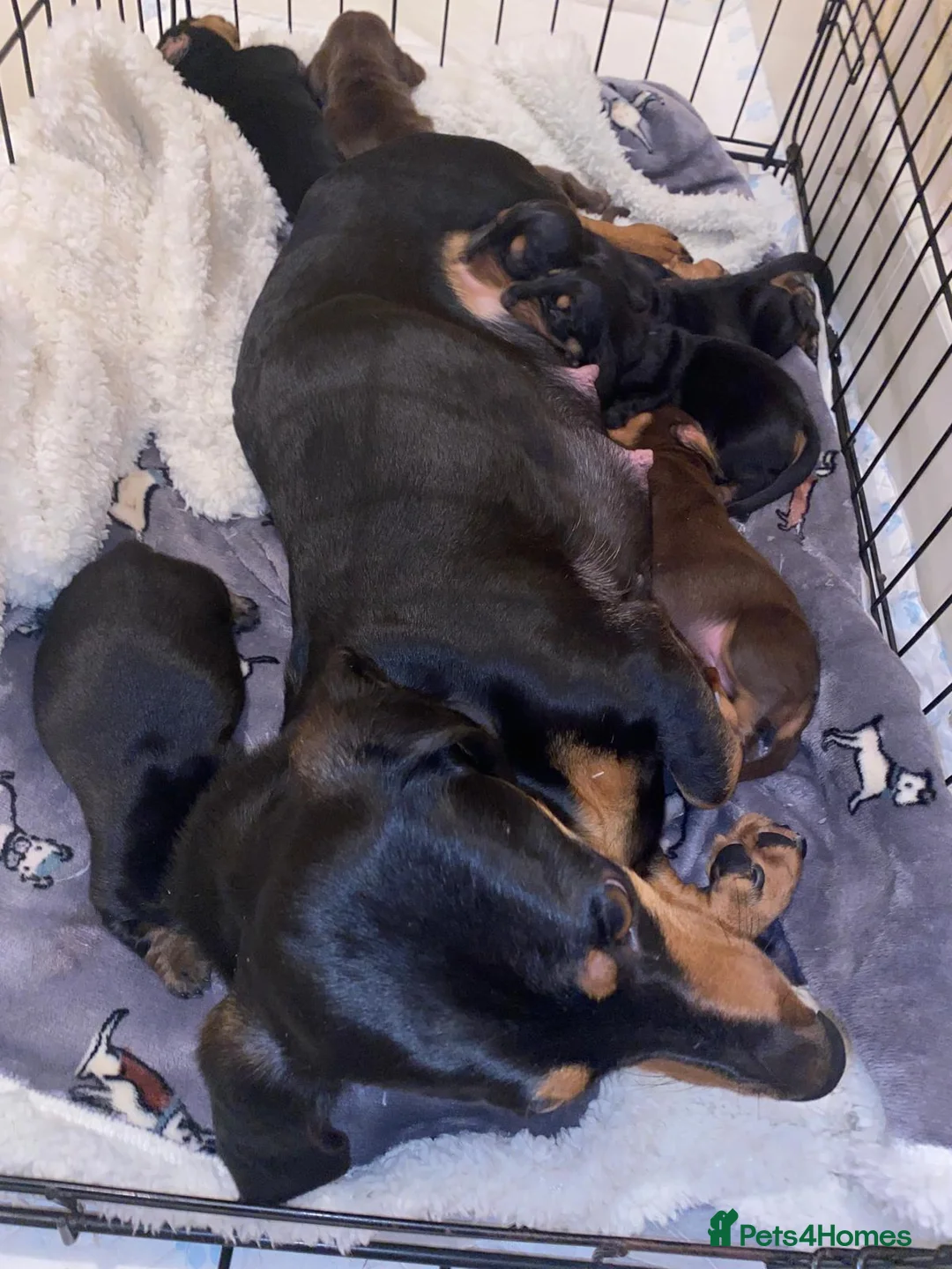 Dachshund dogs for sale: 5 dachshunds for sale  in London - Advert 2
