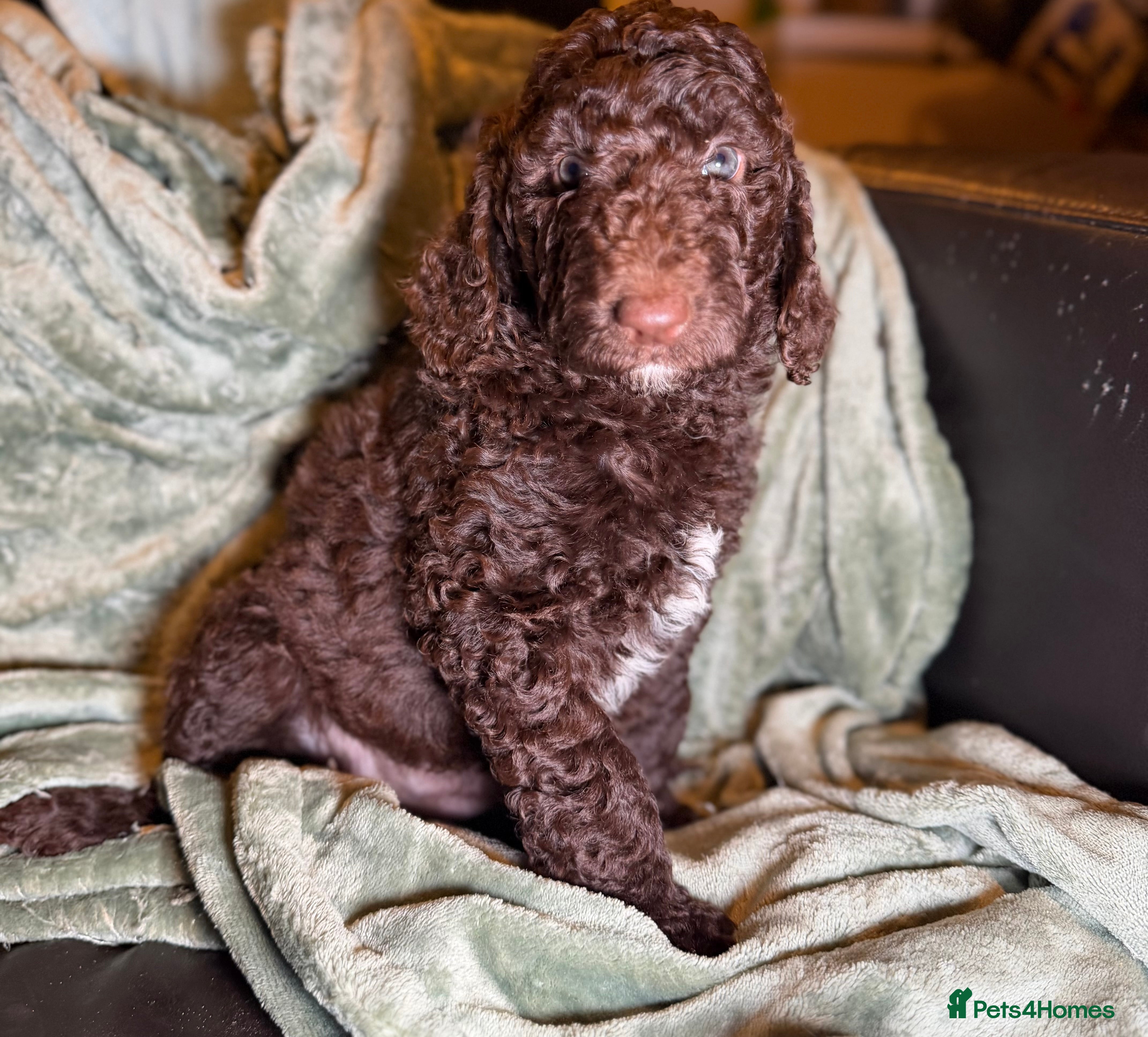 Goldendoodle dogs Goldendoodles Ready Now - Advert 6