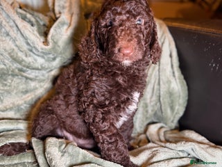 Goldendoodle dogs Goldendoodles Ready Now - Advert 6