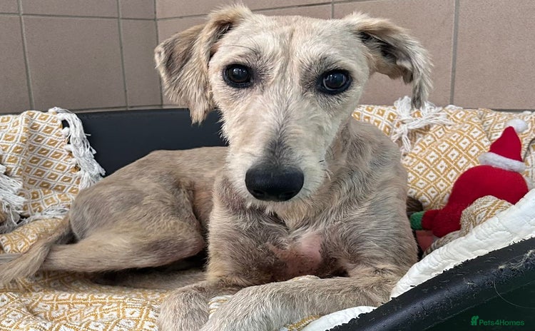 Lurcher dogs - Advert 1
