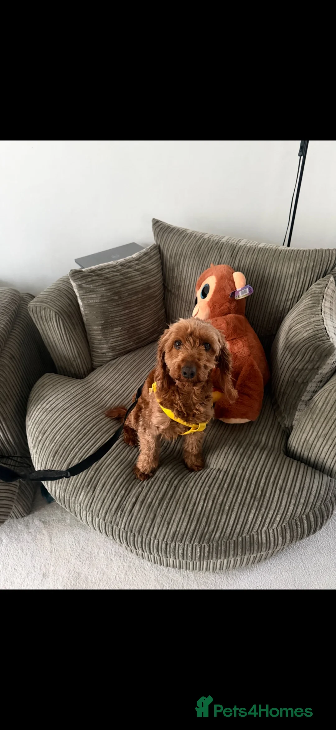 Cockapoo dogs for sale: Beautiful Cockapoo looking for a forever home  - Advert 2