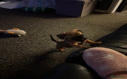 Frug dogs for sale: 12 week old frug puppy - Image 8
