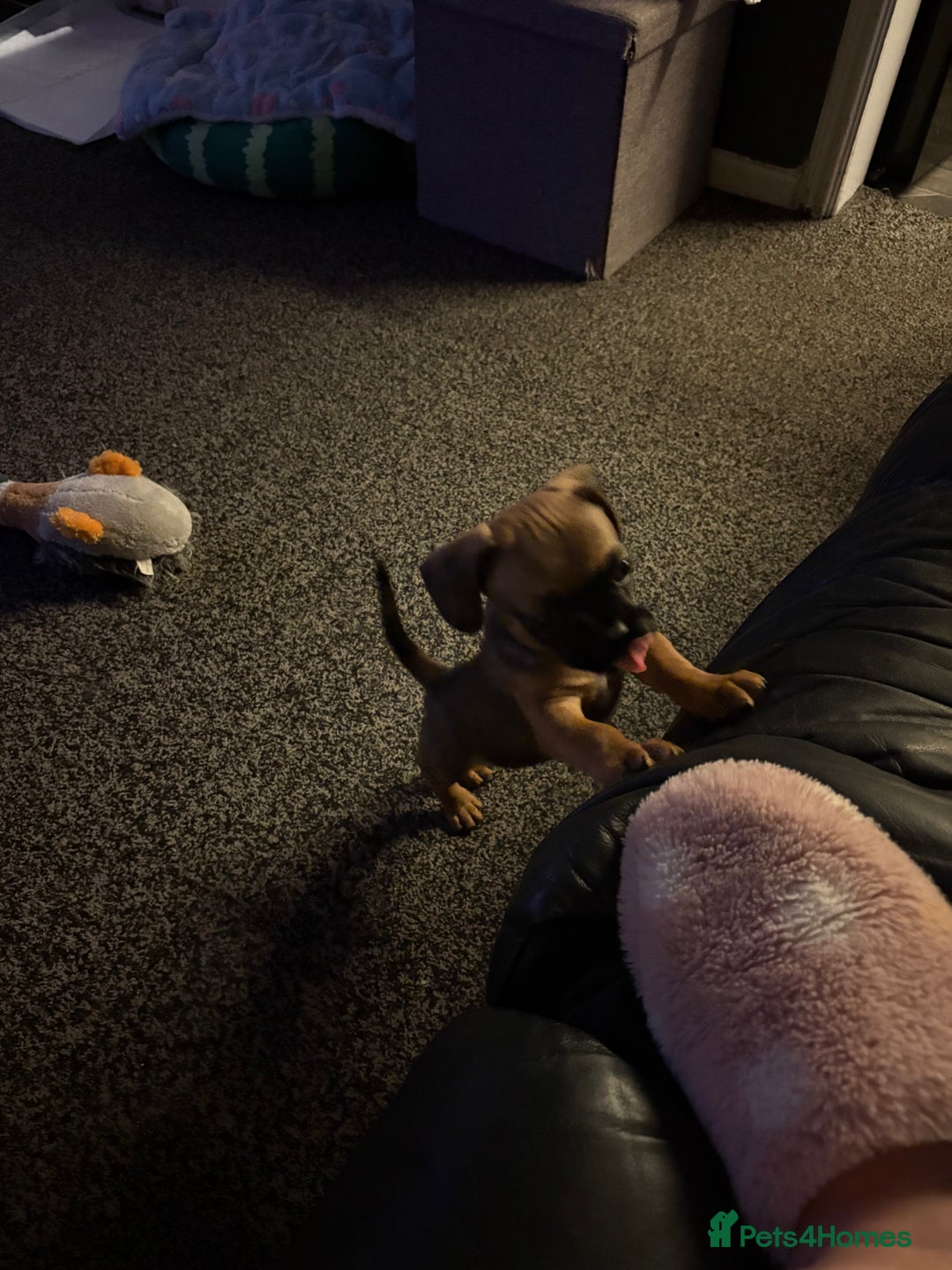 Frug dogs for sale: 12 week old frug puppy - Image 8