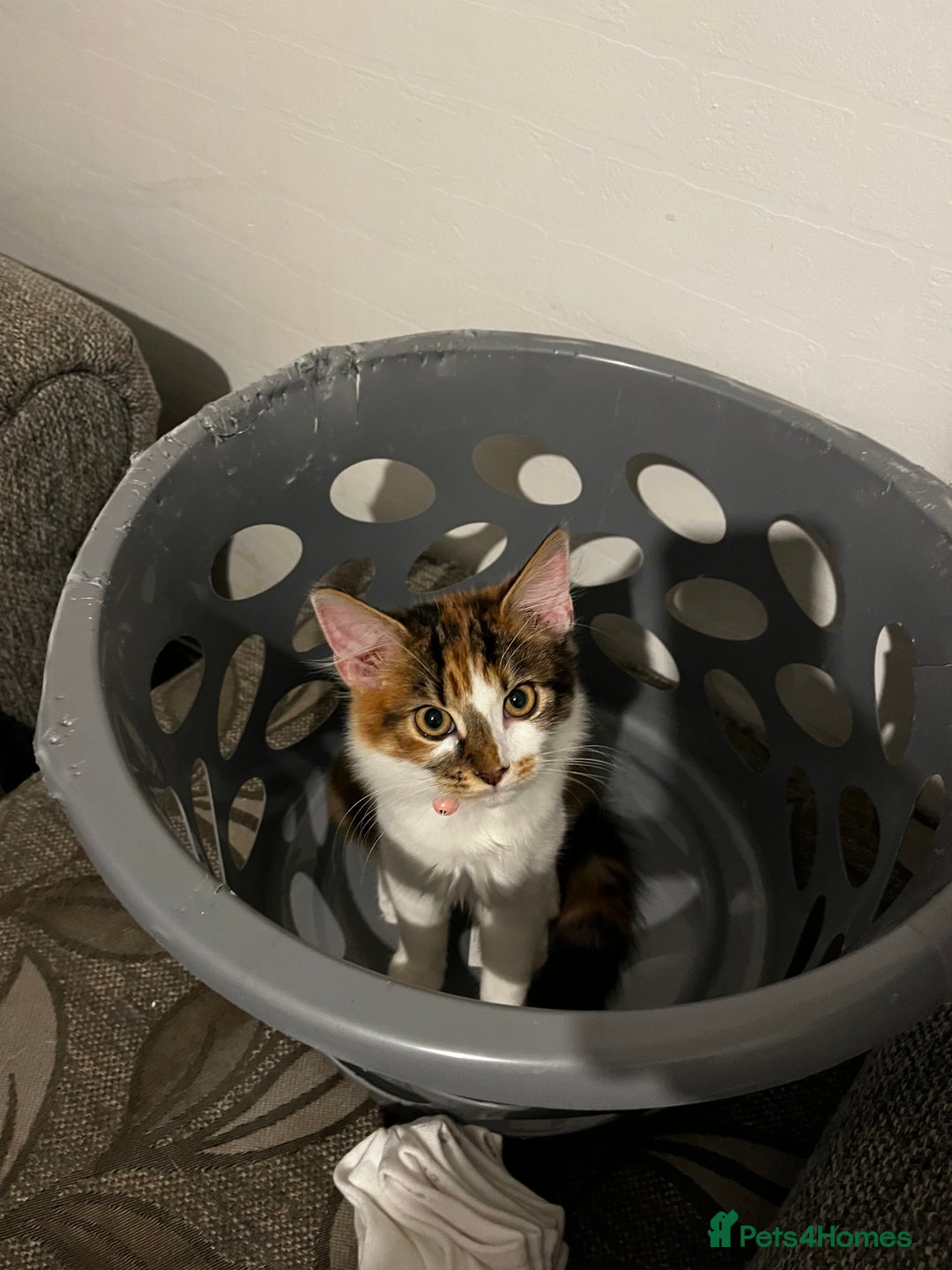 Mixed Breed cats for sale: female kittens. - Advert 11