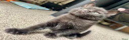 British Shorthair cats for sale: British Shorthair kittens - Advert 29