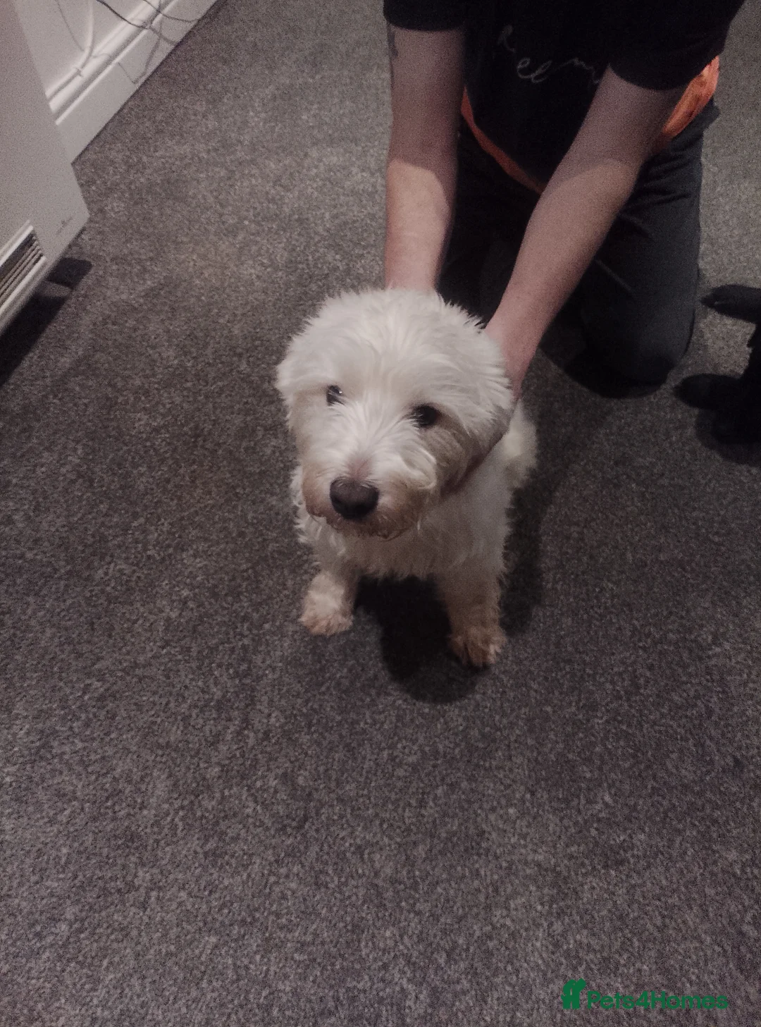 West Highland Terrier dogs for sale: Male West highland terrier  in Stoke-on-Trent - Advert 5