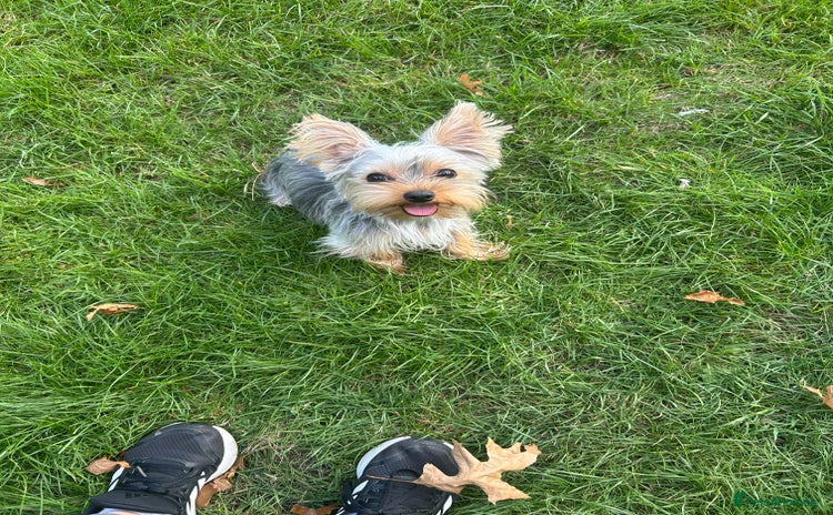 Yorkshire Terrier dogs - Advert 7