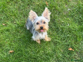 Yorkshire Terrier dogs - Advert 13