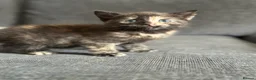 Domestic Shorthair cats for sale: Beautiful kittens - Advert 14