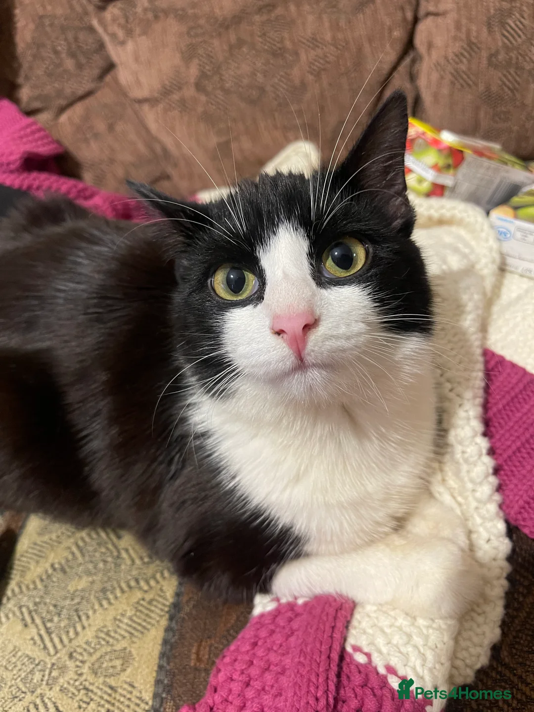 Mixed Breed cats for sale: Kittens looking for home  - Advert 2