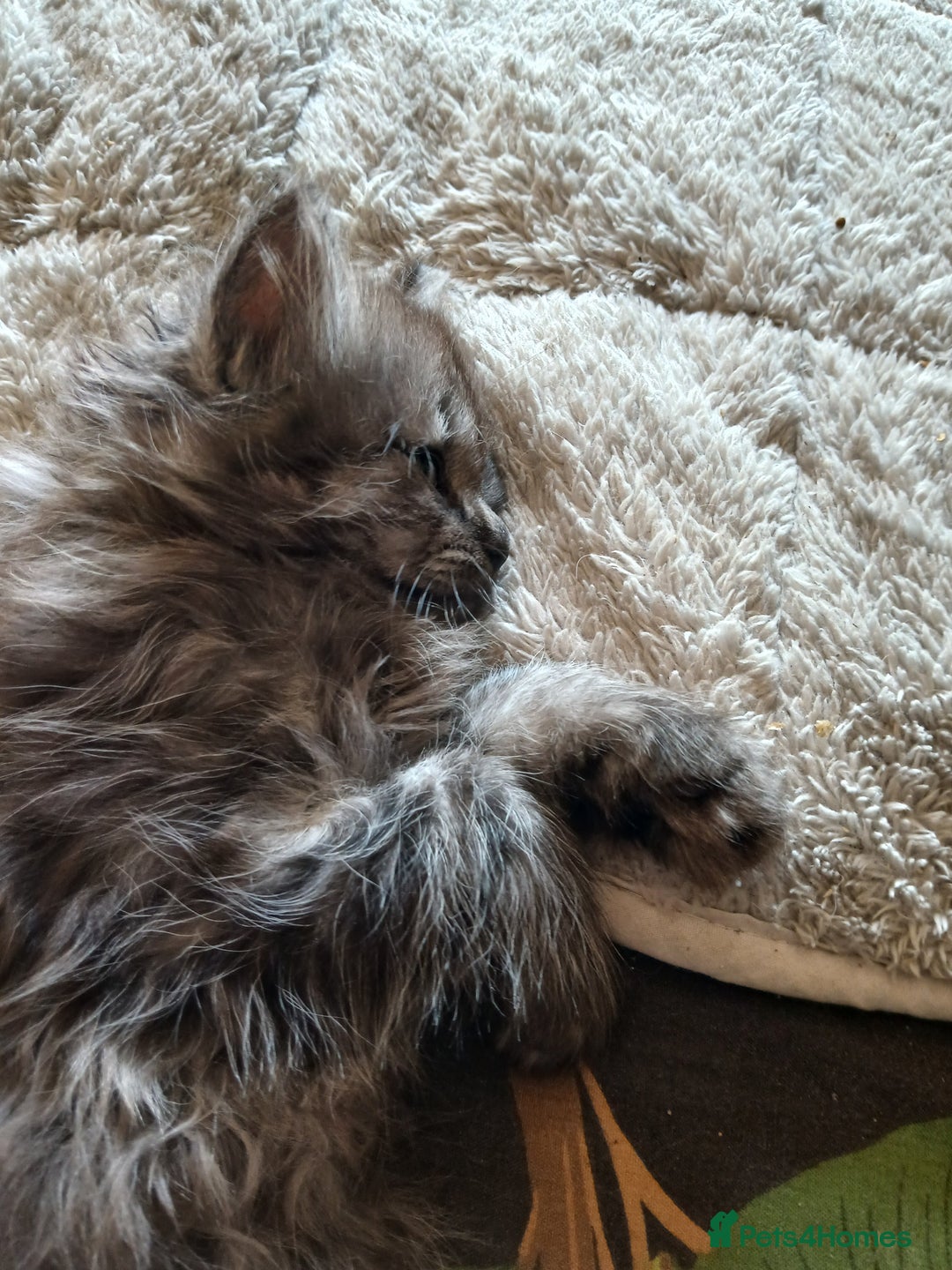 Mixed Breed cats for sale: British long hair cross Ragdoll  - Image 14