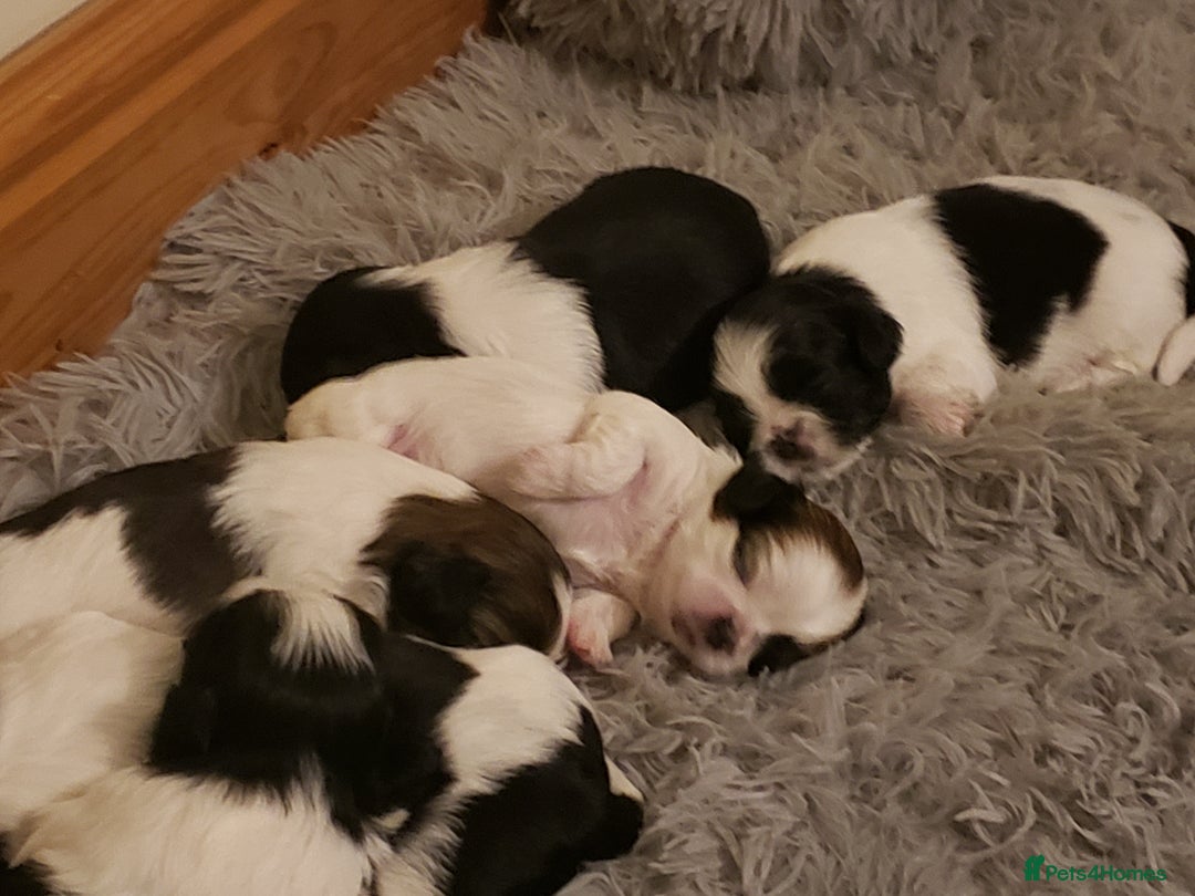 Mixed Breed dogs for sale: Shishon cross japanese chin  - Image 7