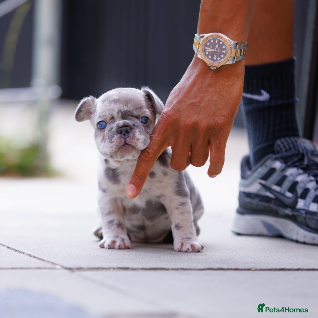 French Bulldog dogs for sale: Fluffy frenchies  - Image 9