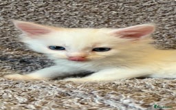Maine Coon cats for sale: Purebred GCCF Maine Coon kittens - Image 12