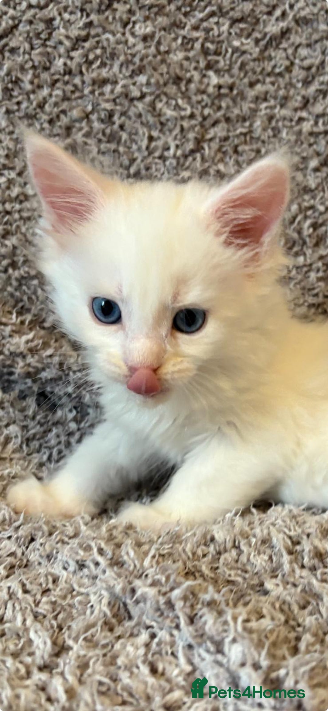 Maine Coon cats for sale: Purebred GCCF Maine Coon kittens - Image 12