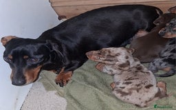 Miniature Dachshund dogs for sale: MINIATURE DASCHUND BOYS  - Advert 16