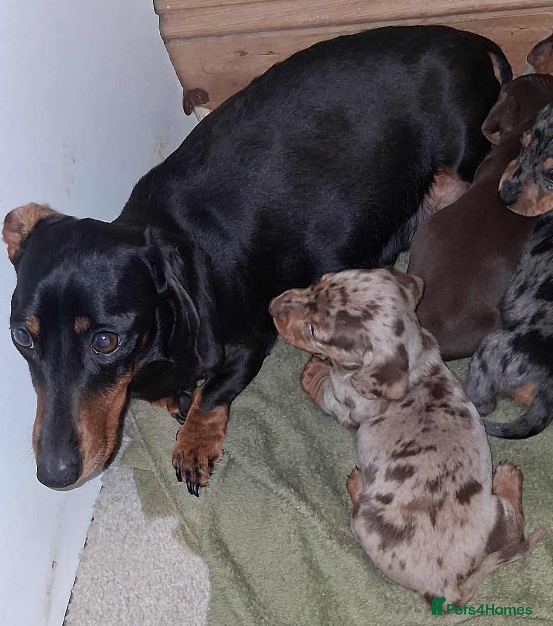 Miniature Dachshund dogs for sale: MINIATURE DASCHUND BOYS  - Advert 16