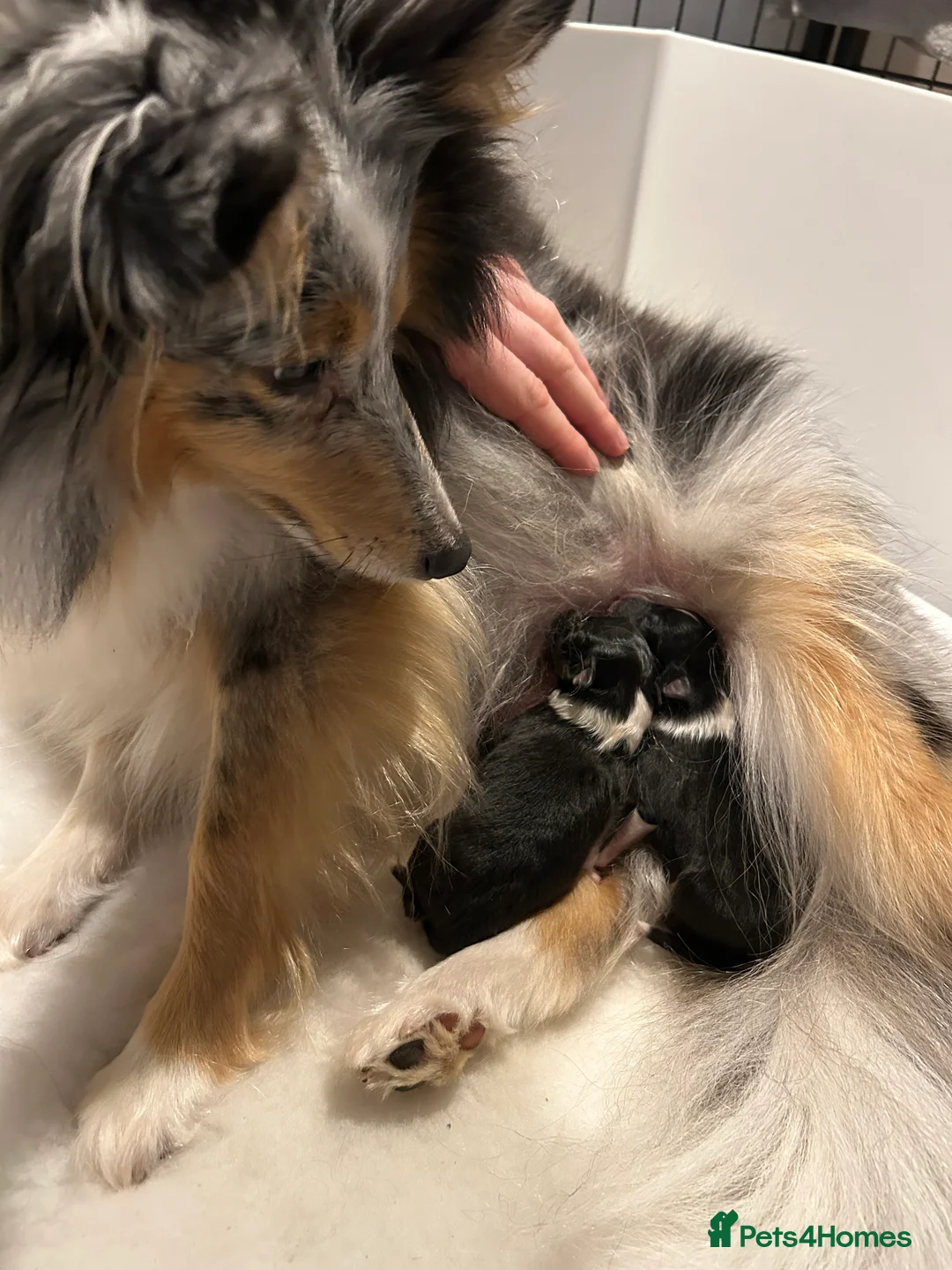 Shetland Sheepdog dogs for sale: Shetland sheepdog puppy (Girl) - Advert 7