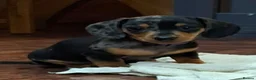 Miniature Dachshund dogs for sale: Stunning Miniature Smooth Haired boy puppy - Advert 3