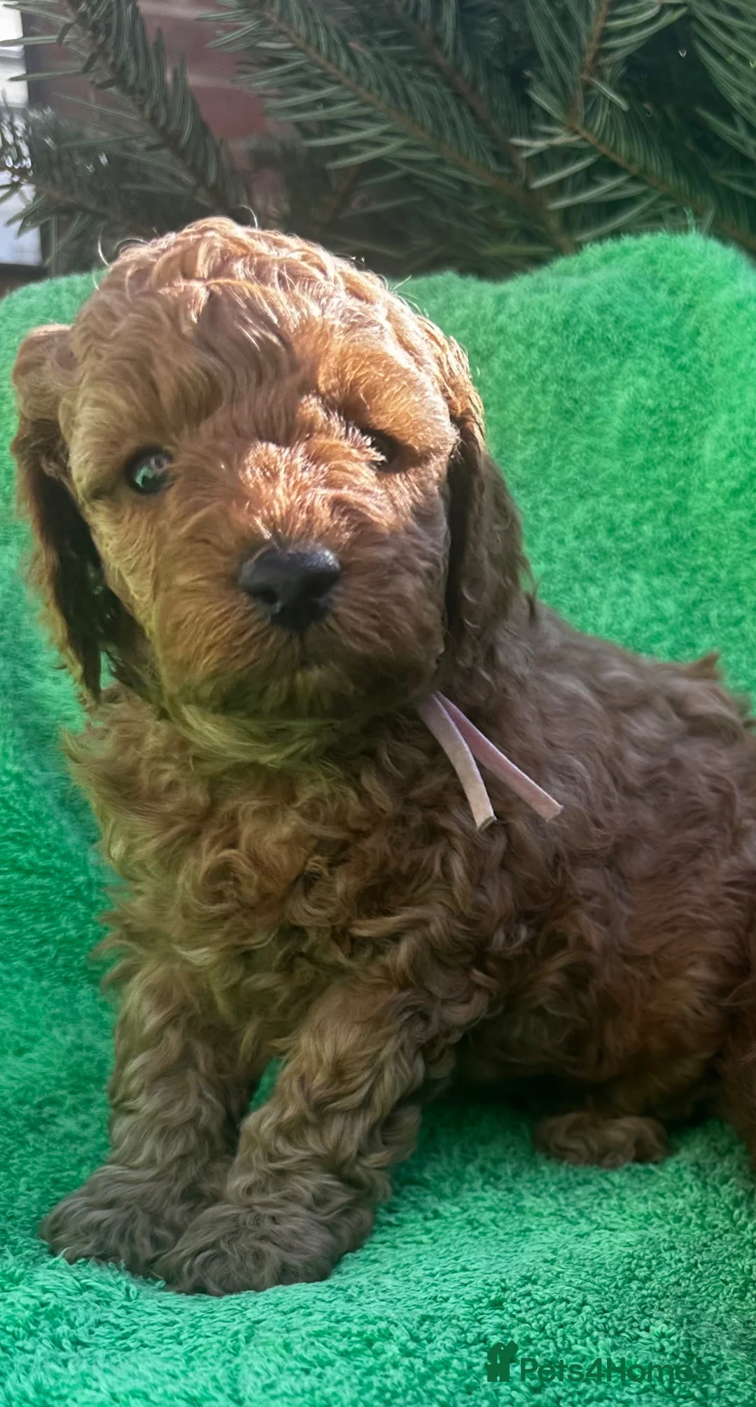 Miniature Poodle dogs for sale: Kc registered Red miniature poodles - Advert 1