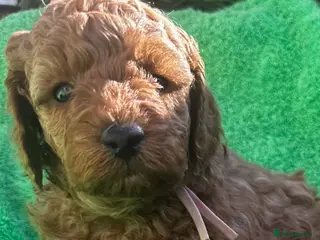 Miniature Poodle dogs for sale: Kc registered Red miniature poodles - Advert 1
