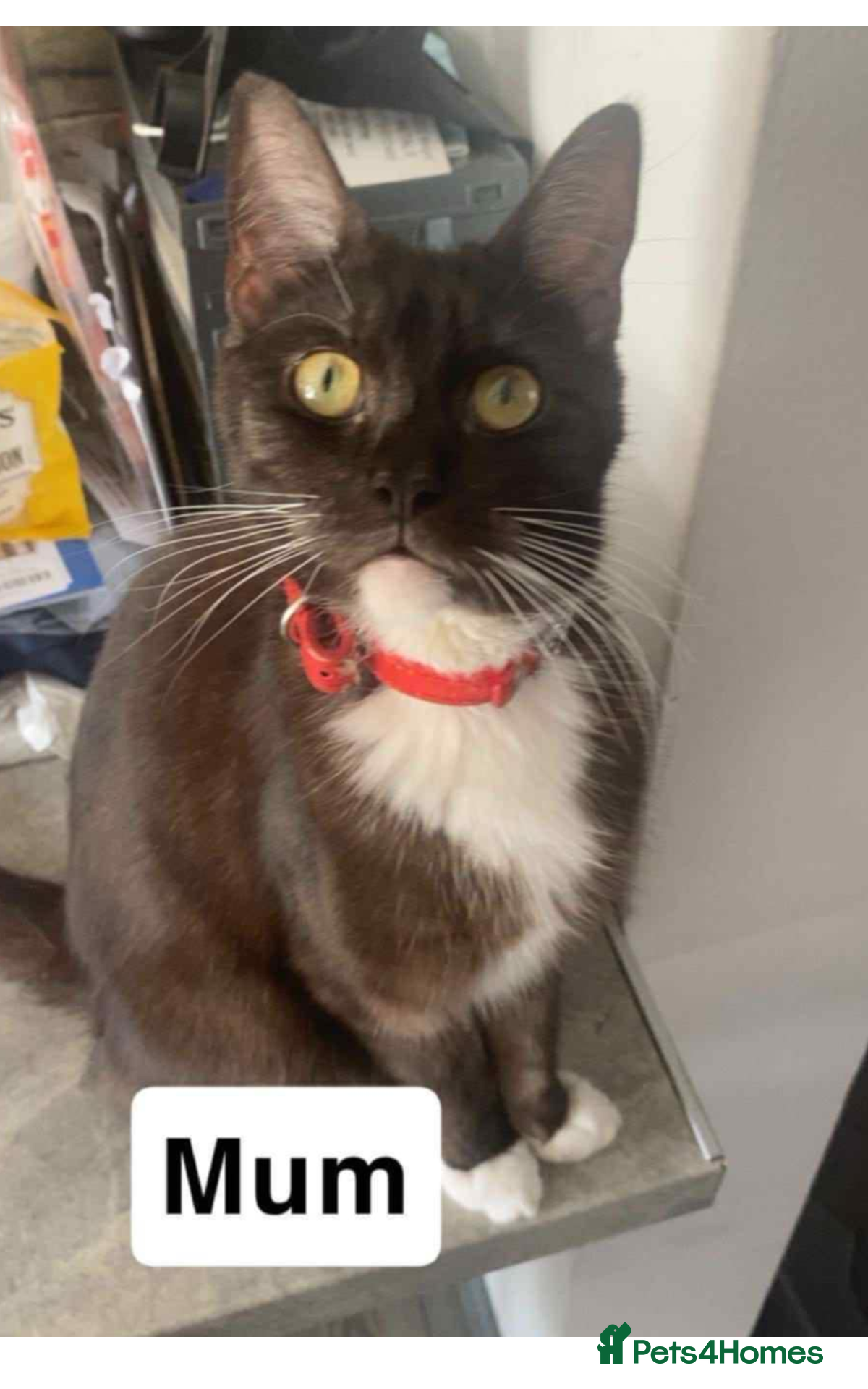 Mixed Breed cats Half maine coon,kittens for sale  - Advert 1