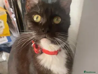 Mixed Breed cats Half maine coon,kittens for sale - Advert 1