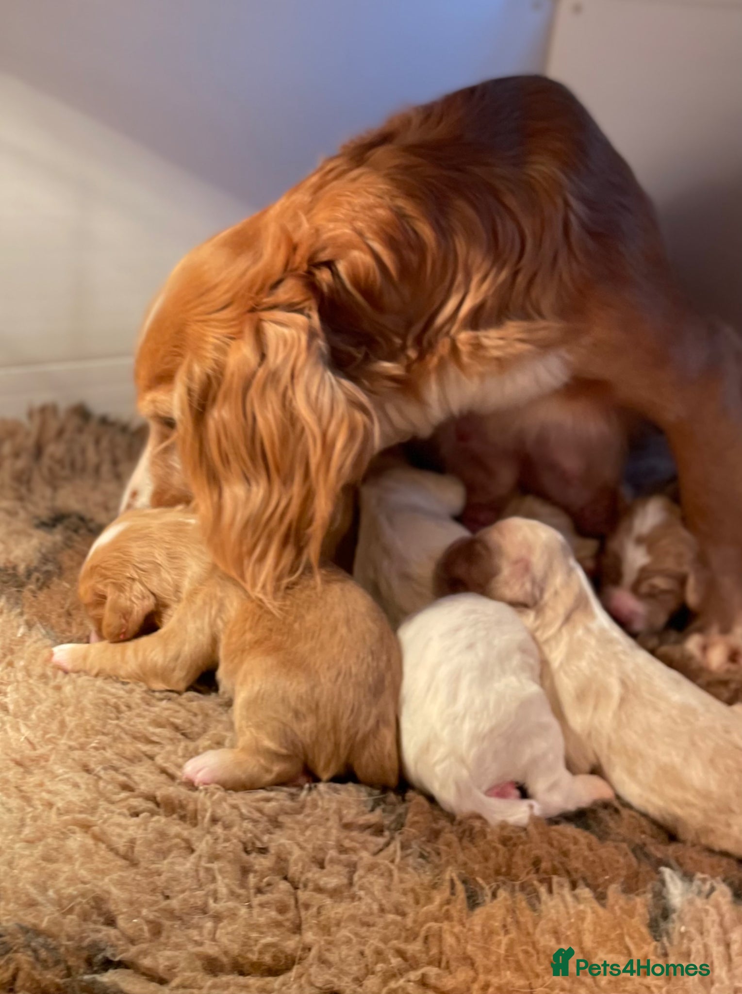 Clumber Spaniel dogs Health Tested Working Cocker x Clumber Puppies - Advert 1