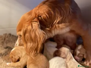 Clumber Spaniel dogs for sale: Health Tested Working Cocker x Clumber Puppies - Advert 2
